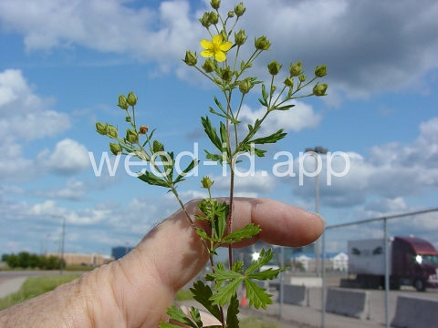 cinquefoil, silvery